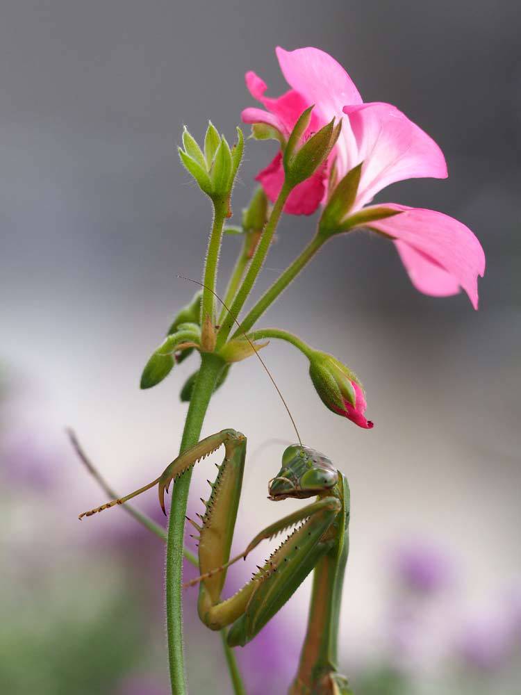 カマキリ夫人