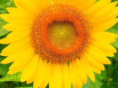 P7190423