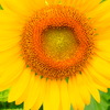 P7190423
