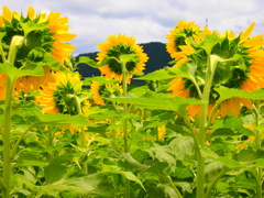 P7190418