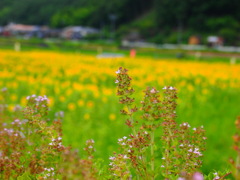 P7190426