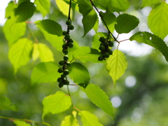 P6170231
