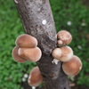P7150361