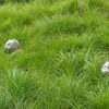 P7150355