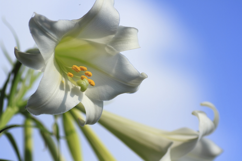 blue　and　white