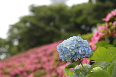 つつじと友に