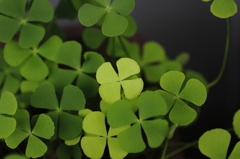 Are you Lucky　？