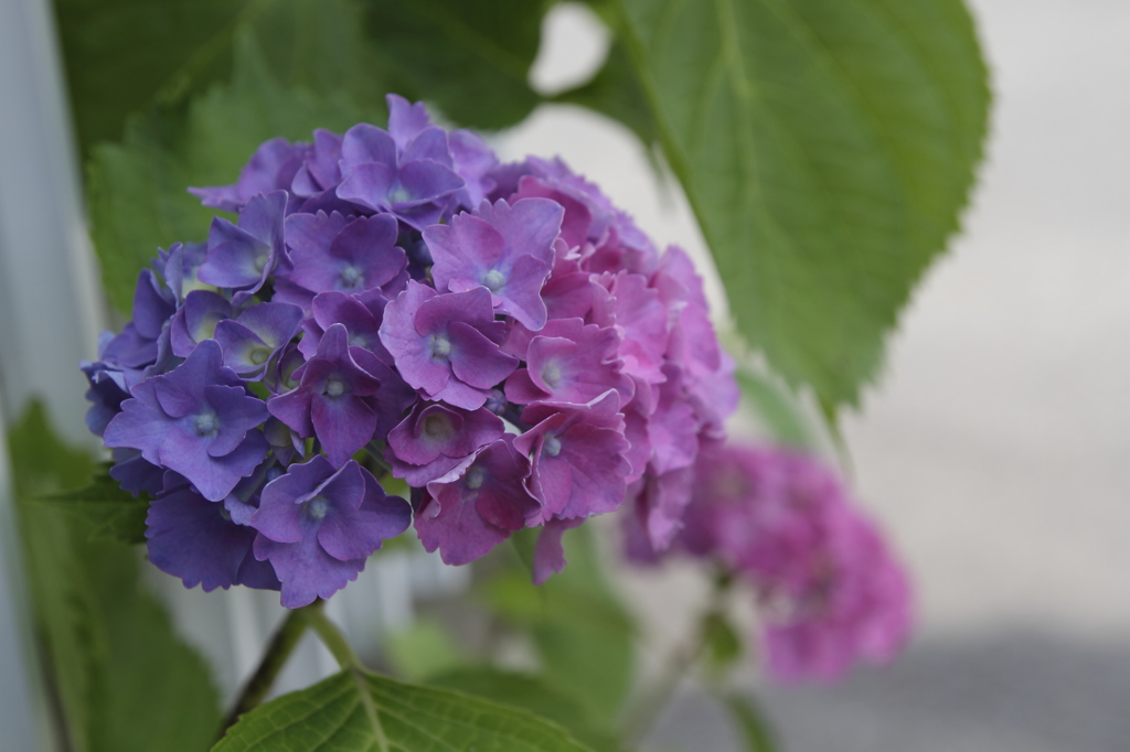 グラデーション紫陽花