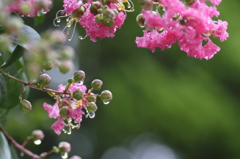 雨のち花