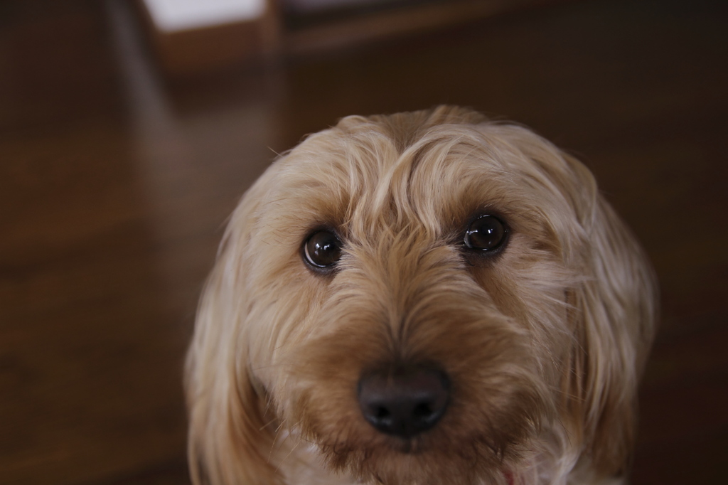 愛犬ryou