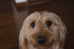 愛犬ryou