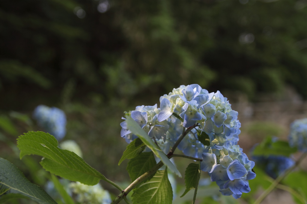 紫陽花