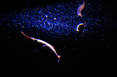 魚座