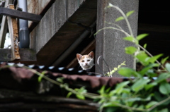 ひょこっ