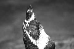 トンガルペンギン