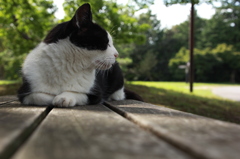 ねこのきもち