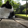 ねこのきもち