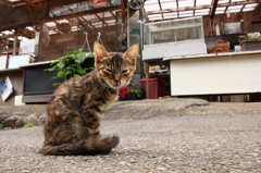 子猫