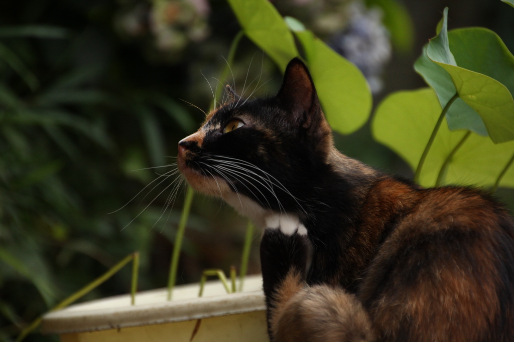 ねこ
