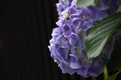 紫陽花
