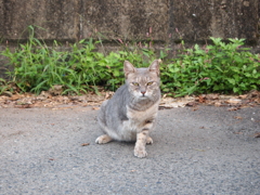 にゃんだおまえは