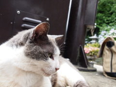 江ノ島のねこ