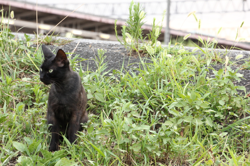 待ち猫