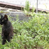 待ち猫