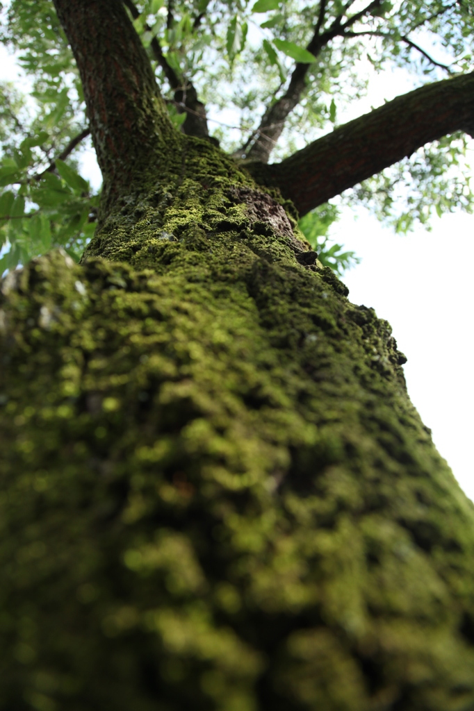 苔むした大木