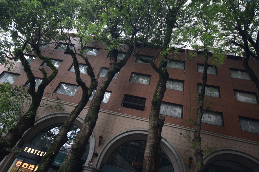 大楠とビル（２）