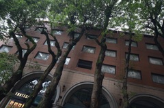 大楠とビル（２）