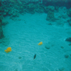 小笠原諸島