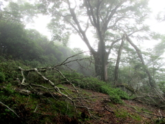 天城山