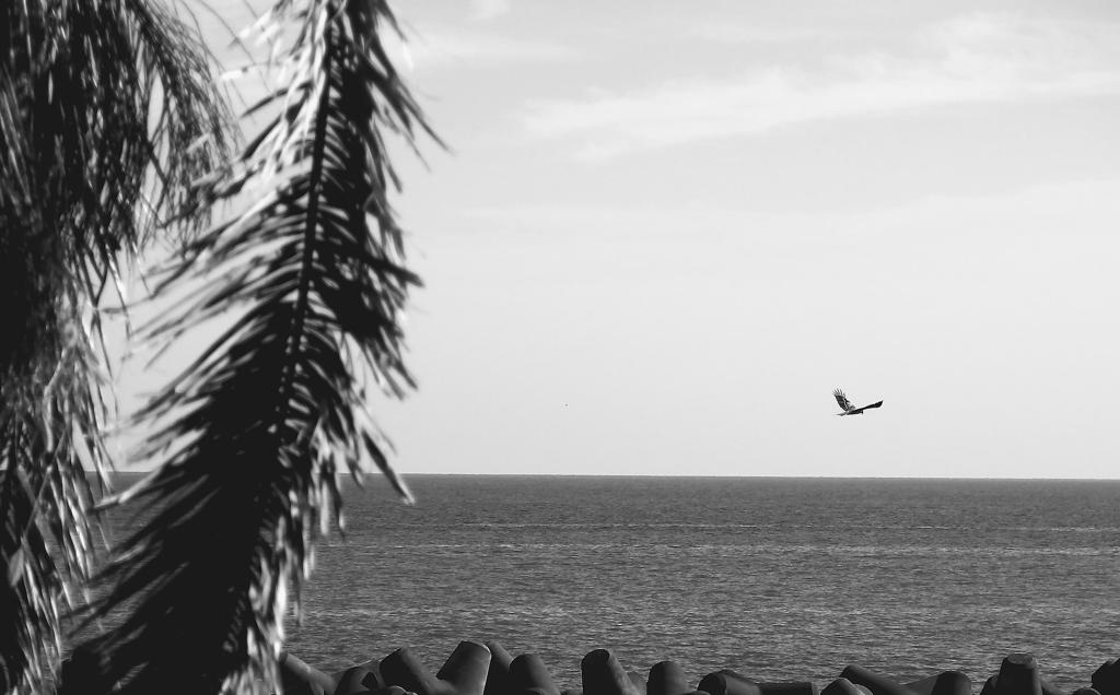 海