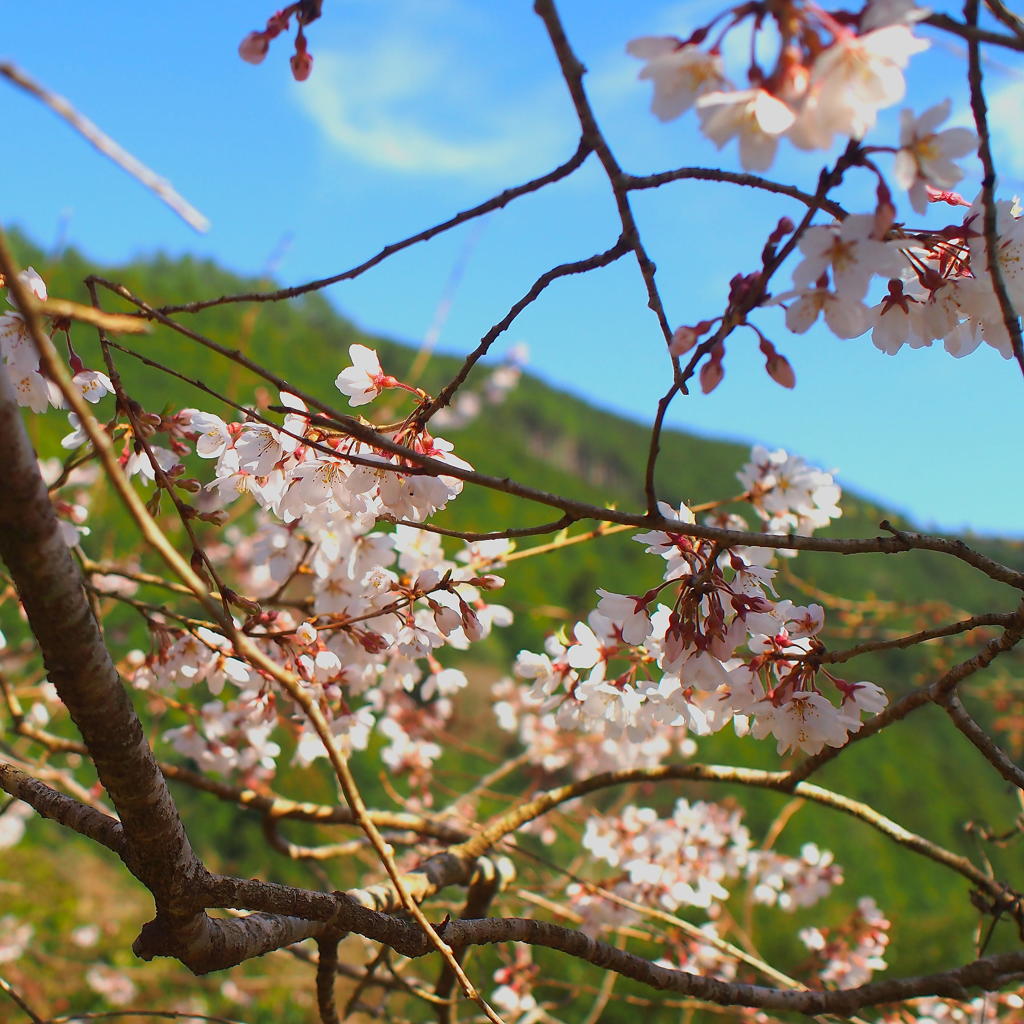 桜