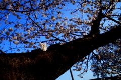 桜