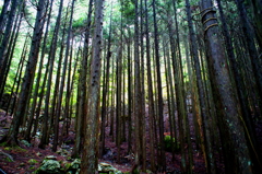 葵高原・地蔵峠・青笹