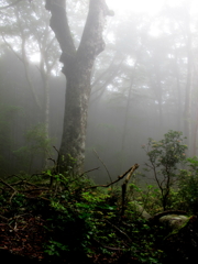 天城山