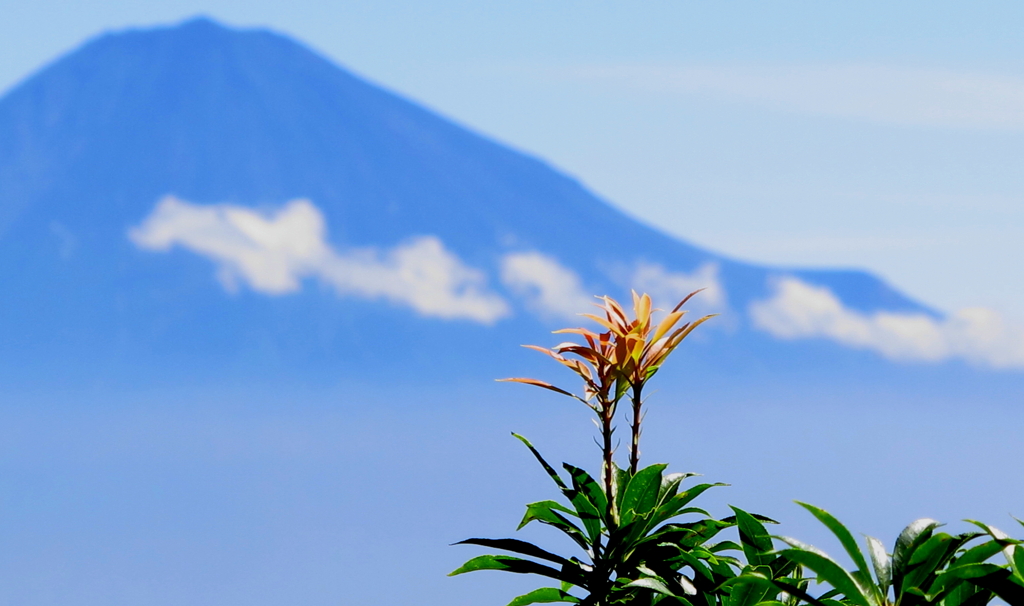 真富士山