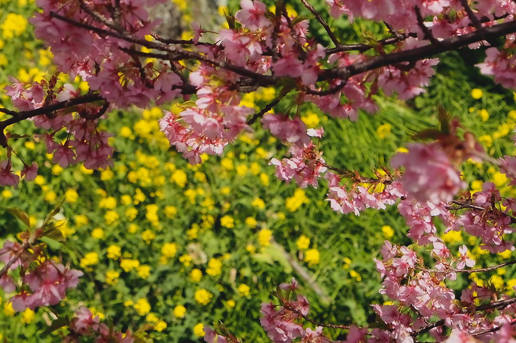 河津桜