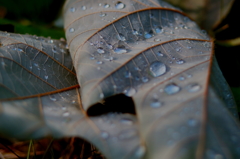 雫
