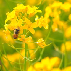 菜の花