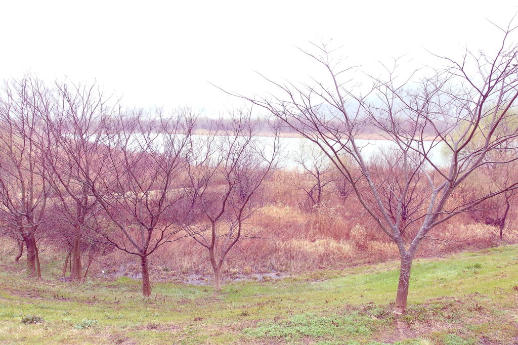 遊水地