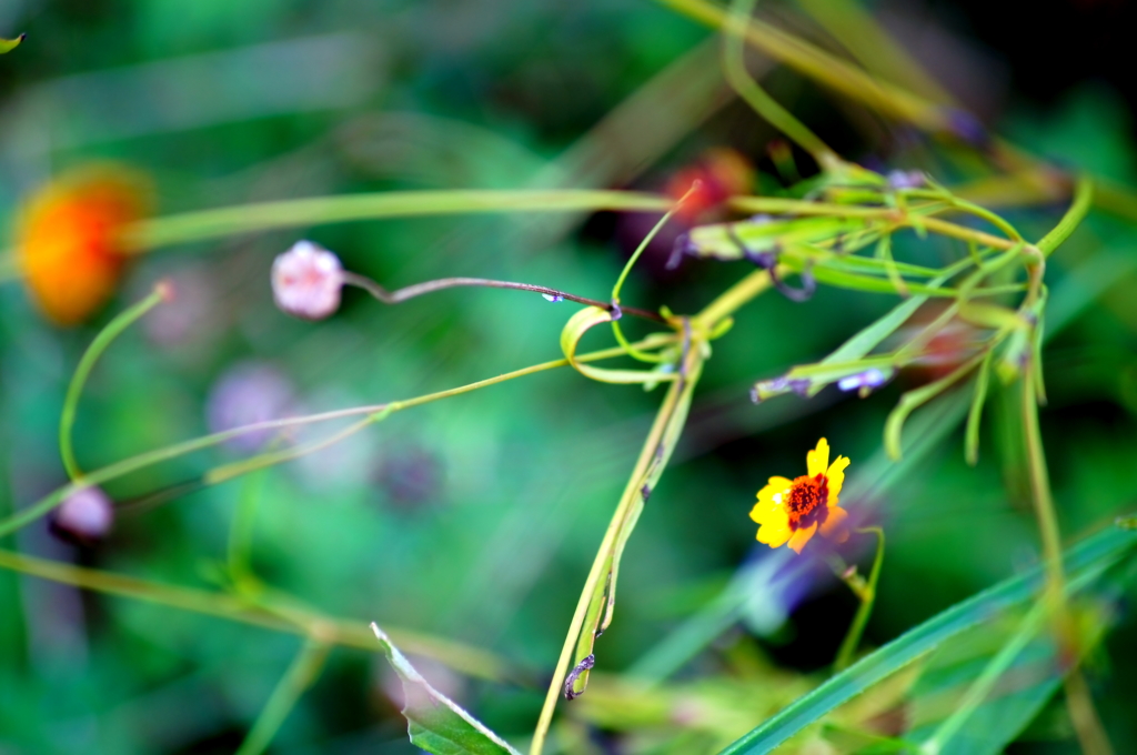 花