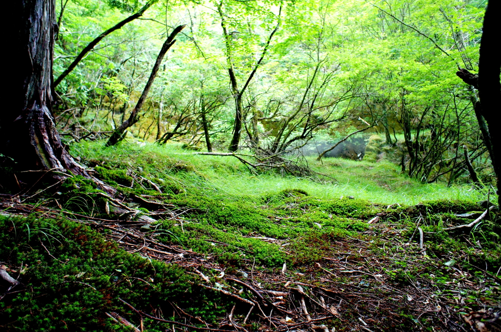 葵高原・地蔵峠・青笹