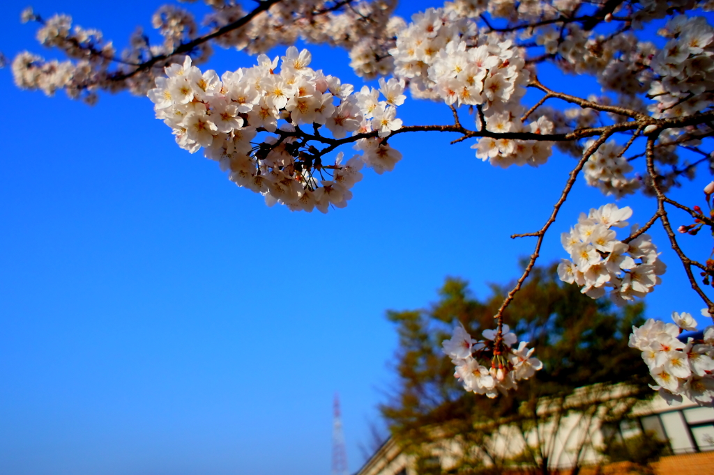 桜