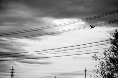 monochrome