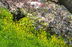 桜と菜の花