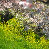 桜と菜の花