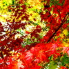 紅葉　三連発